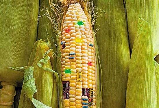 轉基因食品普及與新型蛋白質接觸的社會影響