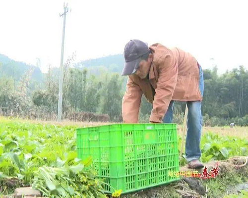 新春走基層 | 高要農技員田間解民憂 農作物生病不用愁，種子經營保豐收